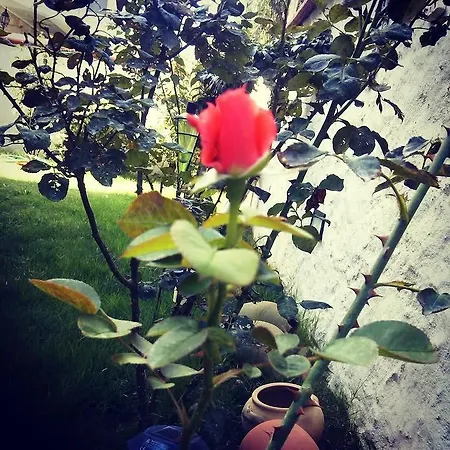 Penzion Mor Salkim Konagi Alaçatı